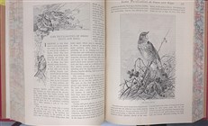 Little Folks A Magazine for the Young New and Enlarged Series 