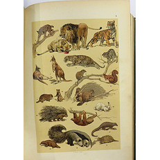 Popular History Of Animals For Young People