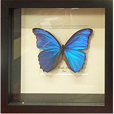 Taxidermy Butterfly Mounted in Frame