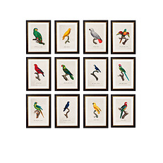 Parrot Prints