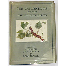 The Wayside And Woodland Series The Caterpillars Of The British Butterflies