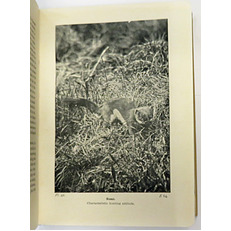 The Wayside And Woodland Series Animal Life Of The British Isles 