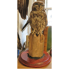 Taxidermy Little Owl