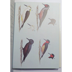 Woodpeckers A Guide to the Woodpeckers, Piculets and Wrynecks of the World 