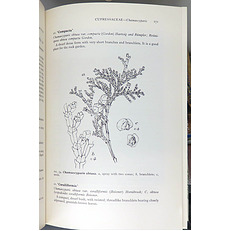 A Handbook of Coniferae And Ginkgoaceae 