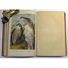 Beeton's Book Of Birds; Showing How To Rear And Mange Them In Sickness And In Health 