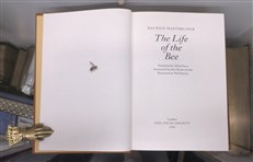 The Life of the Bee