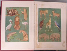 Ameliaranne At The Zoo