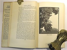 Winged Company Studies in Bird Watching 