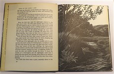 The Birds Of The Lonely Lake
