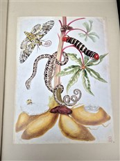 The Surinam Album 