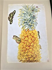 The Surinam Album 