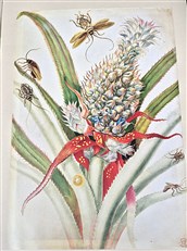 The Surinam Album 