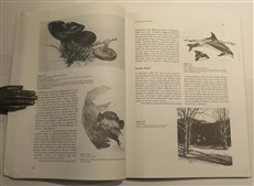 Nature Drawing A Tool For Learning