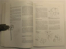 Nature Drawing A Tool For Learning
