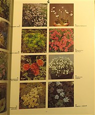 The Dictionary Of Garden Plants 