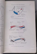 Anatomy And Physiology For Students Of Physiotherapy Occupational Therapy And Gymnastics 