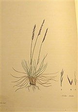 Gramina Britannica; or Representations of the British Grasses