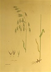 Gramina Britannica; or Representations of the British Grasses