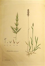 Gramina Britannica; or Representations of the British Grasses