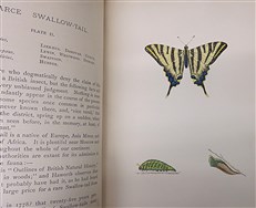 A History of British Butterflies