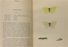 A History of British Butterflies