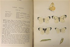 A History of British Butterflies