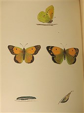 A History of British Butterflies