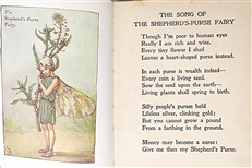 Flower Fairies of the Spring