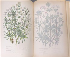 The Flowering Plants of Great Britain (4 Volumes)