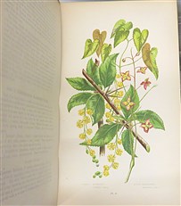 The Flowering Plants of Great Britain (4 Volumes)