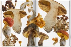 The Gourmand's Mushroom