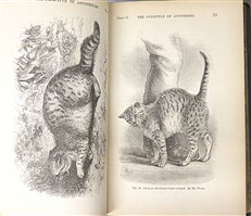 The Expressions of the Emotions in Man and Animals (First Edition)