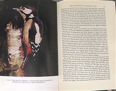 The New Naturalist: Woodland Birds