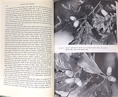 The New Naturalist: Woodland Birds