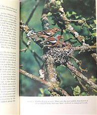 The New Naturalist: Woodland Birds