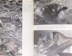 The New Naturalist: Mammals in the British Isles 