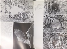 The New Naturalist: Mammals in the British Isles 