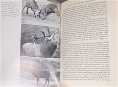 The New Naturalist: Mammals in the British Isles 