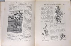 The Living Plant in Leaf, Flower, and Fruit