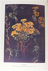 The Living Plant in Leaf, Flower, and Fruit