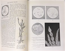 The Living Plant in Leaf, Flower, and Fruit