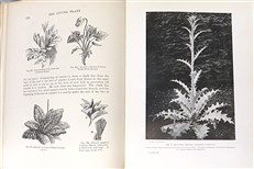 The Living Plant in Leaf, Flower, and Fruit