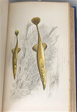 A History Of The Fishes Of The British Islands Complete Four Volume Set 