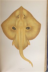 A History Of The Fishes Of The British Islands Complete Four Volume Set 