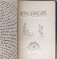 A History Of The Fishes Of The British Islands Complete Four Volume Set 