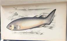 A History Of The Fishes Of The British Islands Complete Four Volume Set 
