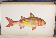 A History Of The Fishes Of The British Islands Complete Four Volume Set 