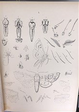 European Butterflies And Moths