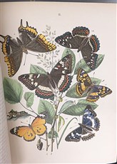 European Butterflies And Moths